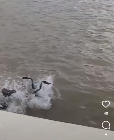 共亨單車沉沒於河水中。網上影片截圖