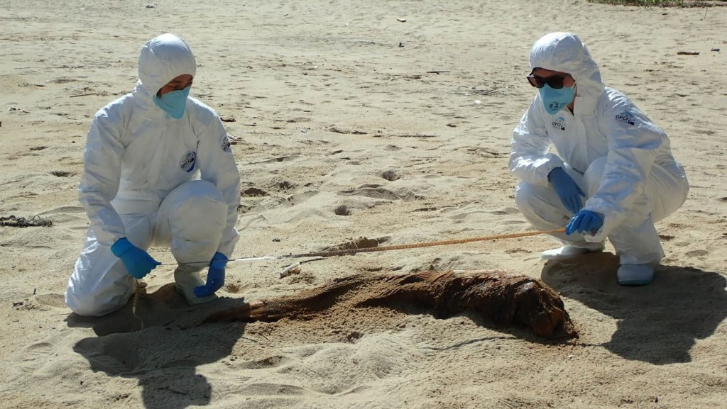 大浪灣營地沙灘發現江豚骸骨。相片由香港海洋公園保育基金提供