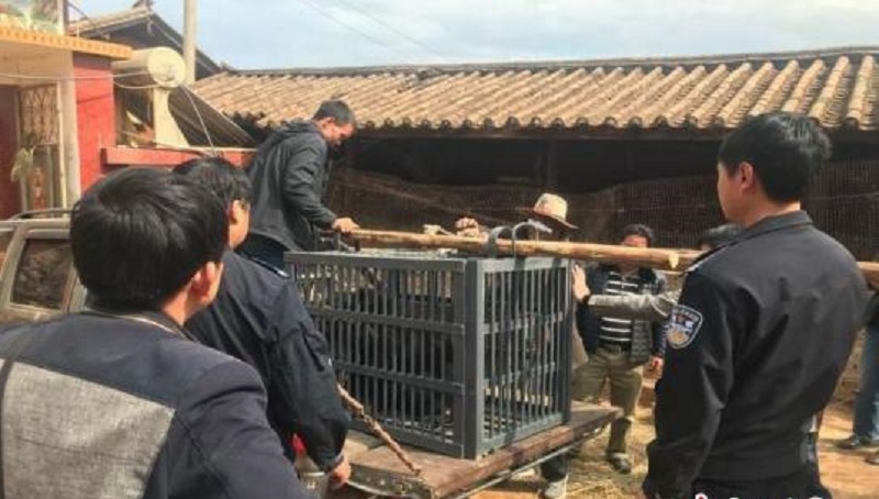 黑熊被林業局接收。網上圖片