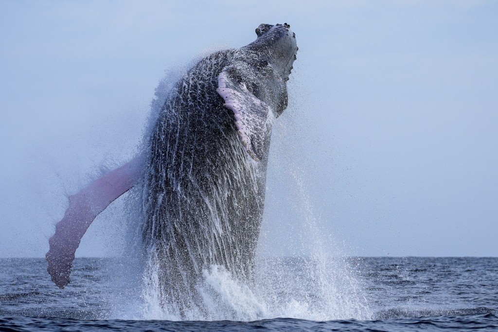 一頭座頭鯨破水而出。（美聯社）