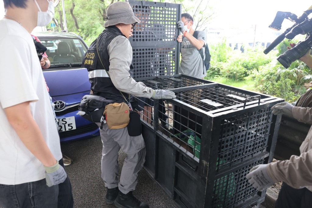 野豬被漁護署人員捕獲。