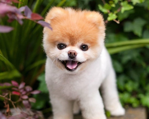 被形容為全球最可愛狗狗的Boo，上周五在睡夢中離世，終年12歲。Boo fb圖片