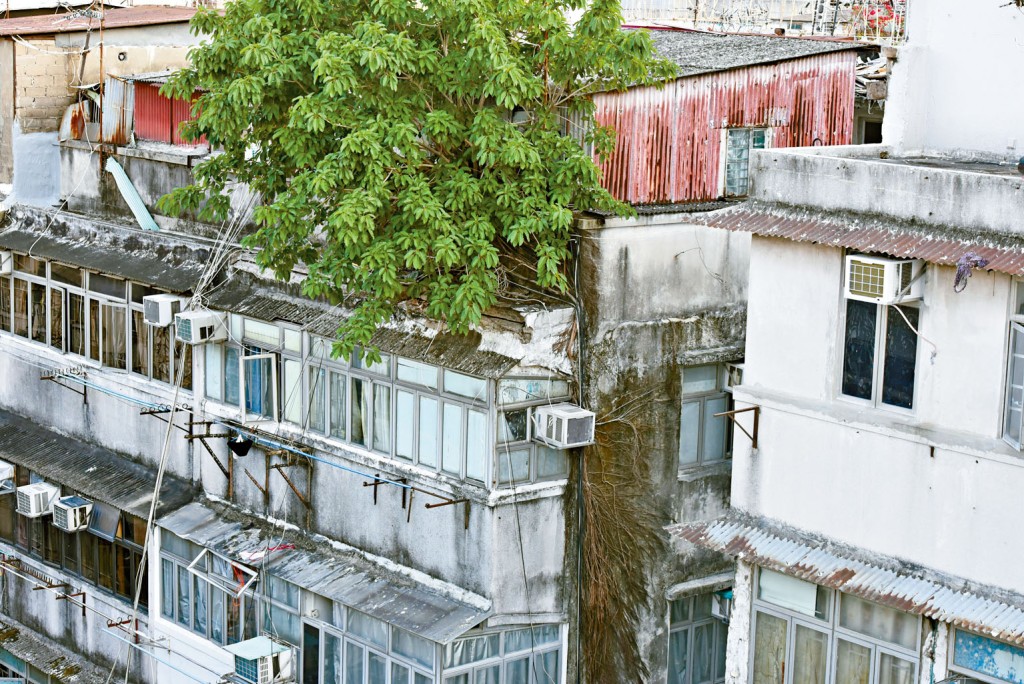 天台「寄生樹」有八至十年樹齡,樹根依附外牆。