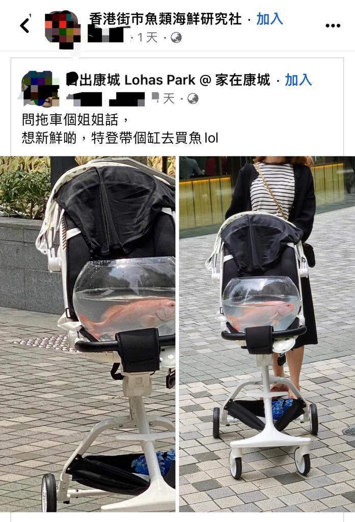 最近有网民在脸书的群组发帖，遇上一名女士用BB车载着一个鱼缸散步，而缸中正正放置一条活鱼。（图片来自脸书群组「日出康城Lohas Park@家在康城」及「香港街市鱼类海鲜研究社」）