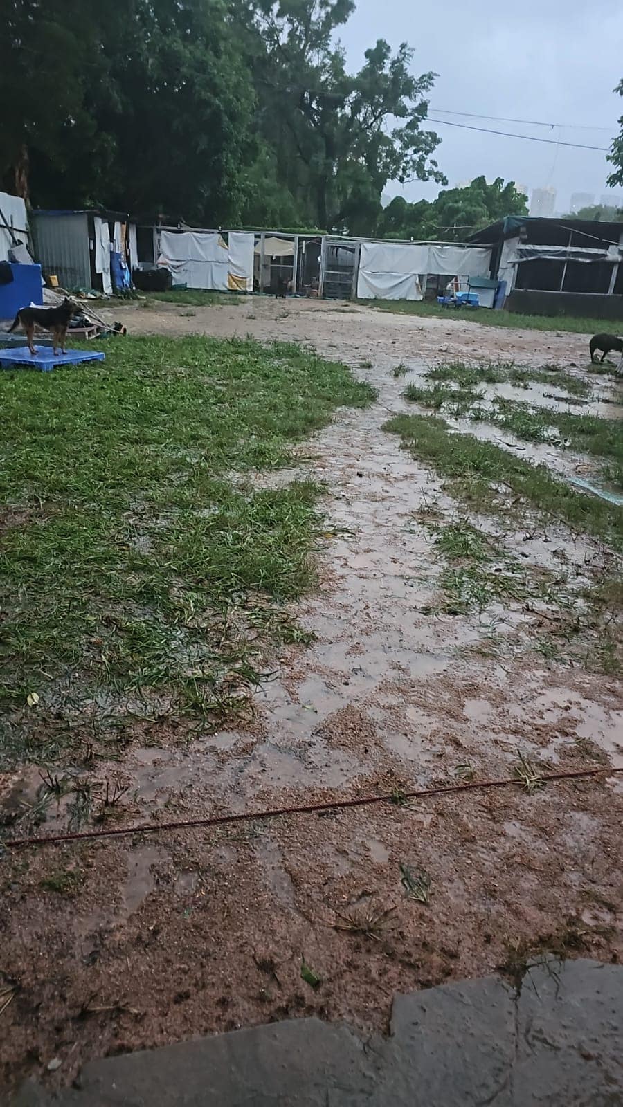 狗场今早雨水退咗九成。网图