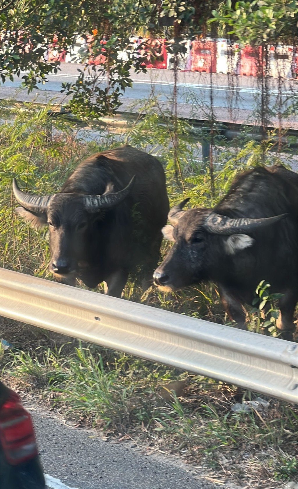 同伴匿在草叢。fb馬路的事 (即時交通資訊台)圖片