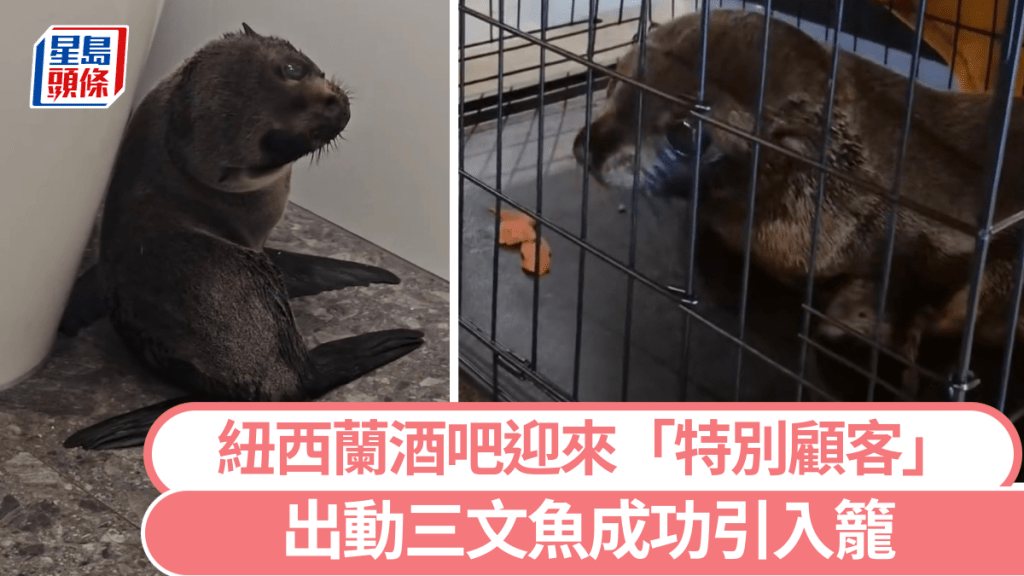迷途小海豹误闯纽西兰酒吧 不敌美食诱惑「落网」