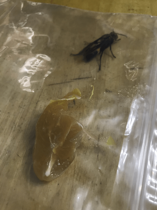 加入雞扒。網圖