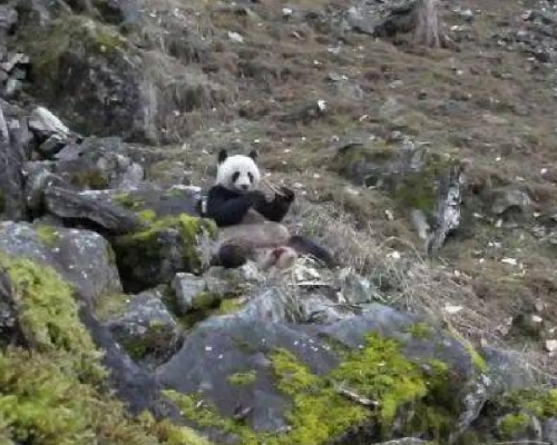 陝西巡護員拍下野生熊貓啃食骨頭的照片。（網上圖片）