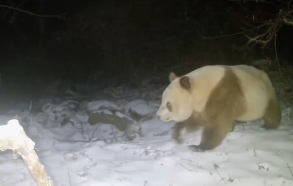 棕色大熊猫经过红外线镜头。