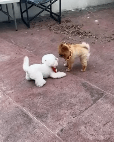 两只狗狗在家中花园玩。