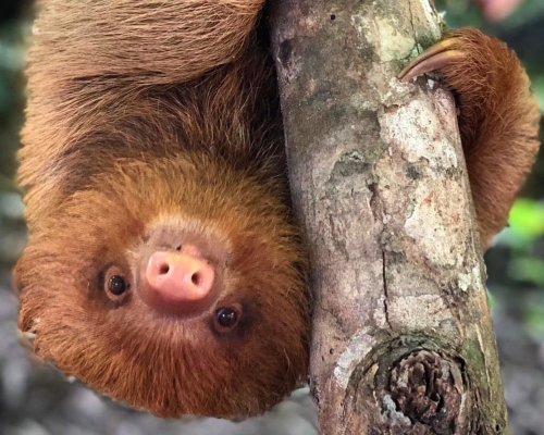 園方指,餘下的飼料只夠餵飼這些動物約2星期,坦言憂慮牠們之後的命運。Amazon Shelter fb圖