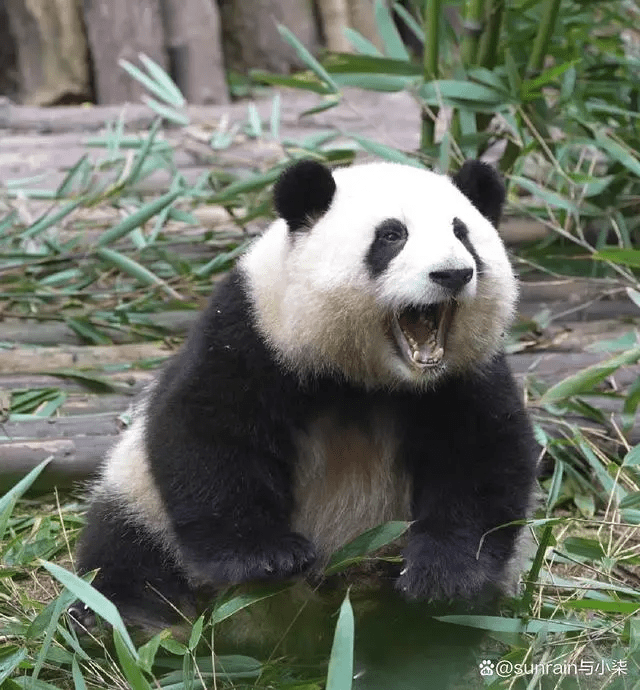 「花花」是2020年7月出生於成都大熊貓繁育研究基地的雌性大熊貓。