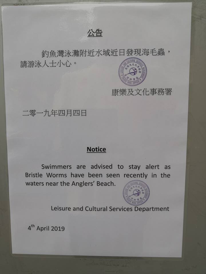 荃灣多個海灘發現海毛蟲。政府拯溺員總工會fb圖片