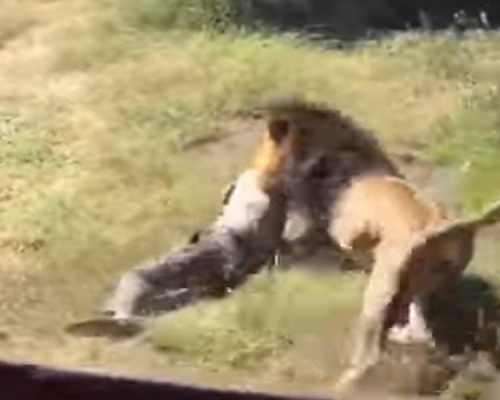 南非塔巴津比一名野生動物園園主,遭一隻獅子襲擊,並將他拖行。(網圖)