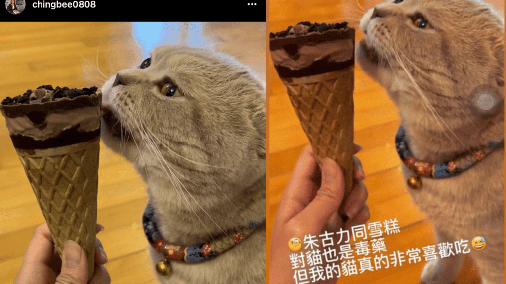 前亞視主播為賣廣告餵貓食朱古力雪糕引發批評。網上圖片