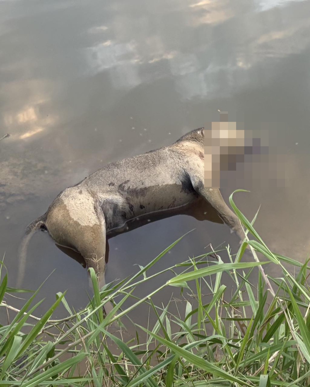 落馬洲料壆路近日有多隻狗離狗死亡。fb「Sai Kung Stray Friends Foundation」圖片