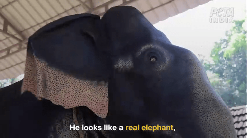 机械大象是由动物保护组织PETA和一位印度女演员联合向印度南部喀拉拉邦的一座寺庙捐赠的。网片截图