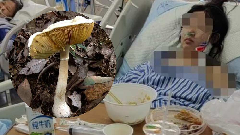 廣西一家7口吃野菌中毒,致2死2重症。眾籌網站