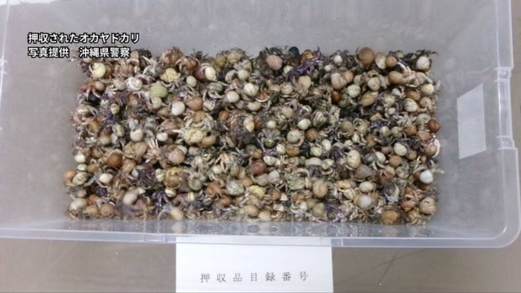沖繩警拘3中國籍男子，涉盜運4163隻陸寄居蟹。