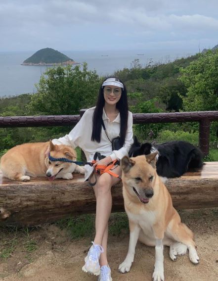 一向很痛錫三隻愛犬。