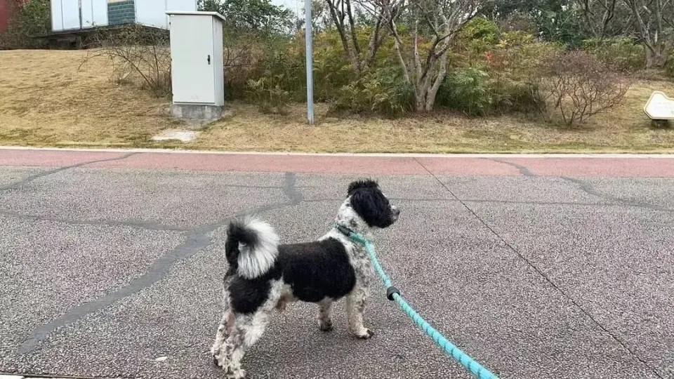 居民自发拴绳文明养犬。