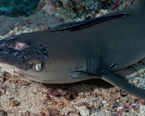白頂礁鯊頭部出現斑點及病變。網圖
