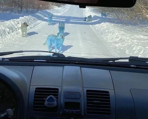 俄羅斯廢棄化工廠附近發現藍色流浪狗。(網圖)