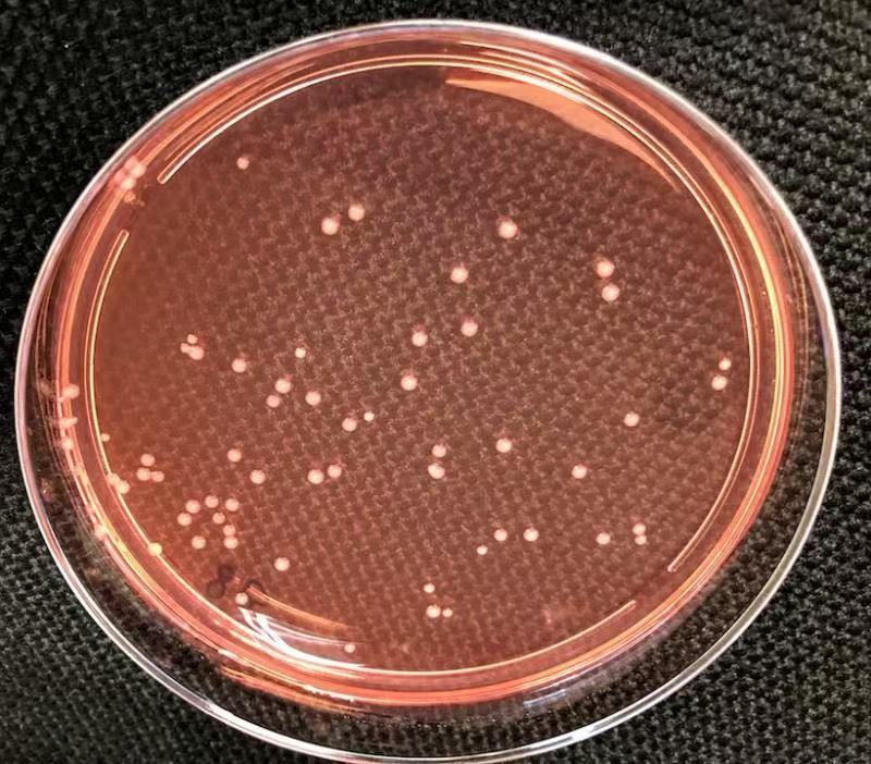 細菌培養皿上的慢生根瘤菌（Bradyrhizobium）菌落。中大提供