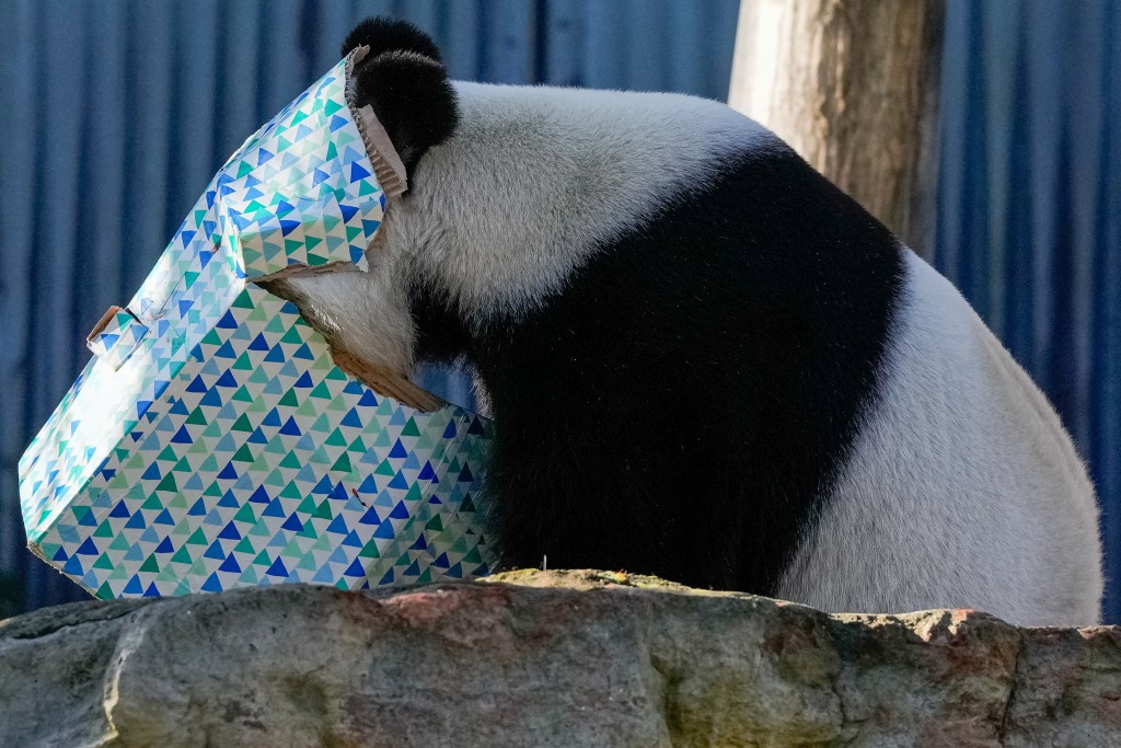 大熊貓旺旺預計將於今年11月回國。（路透社）