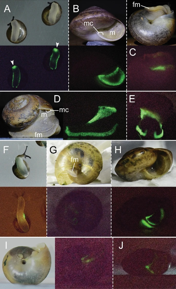 论文上的图片显示蜗牛腹足外缘发光。 