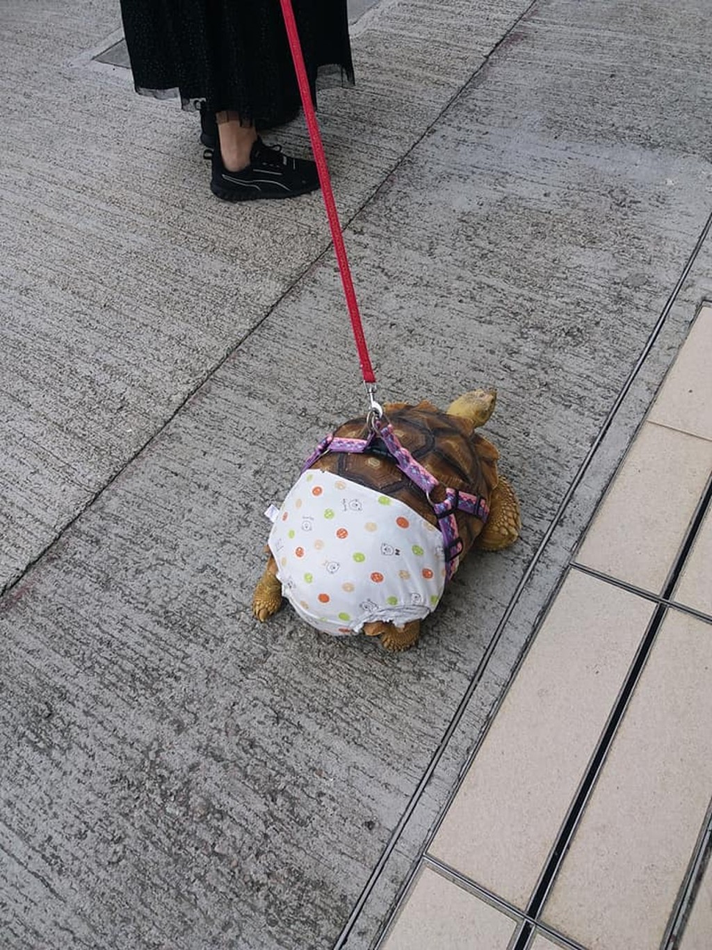 網圖