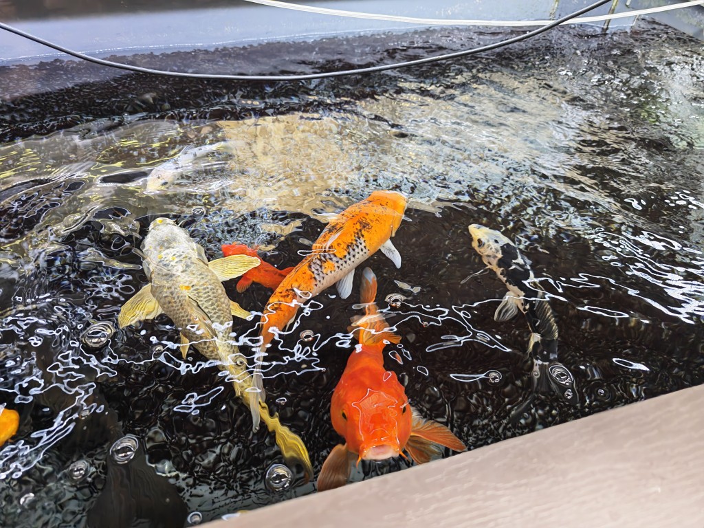 錦鯉（圖片來源：受訪學校提供）
