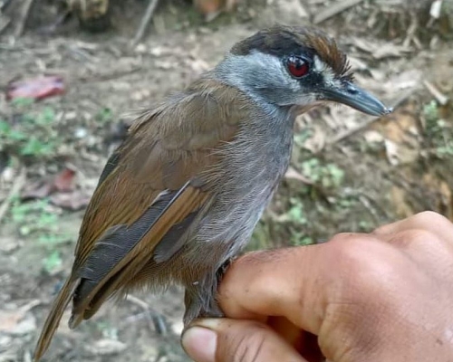 黑眉雅鶥近日再度被人發現。「全球野生動物保育」網頁圖片