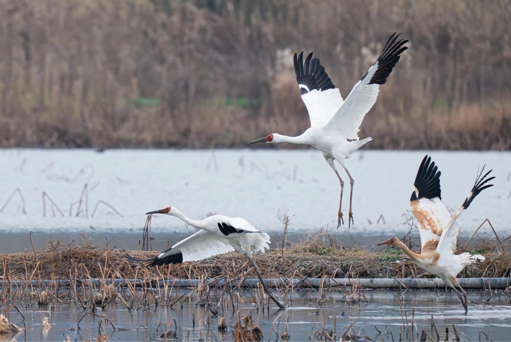 杭州南湖過冬的白鶴。 杭州南湖過冬的白鶴。
