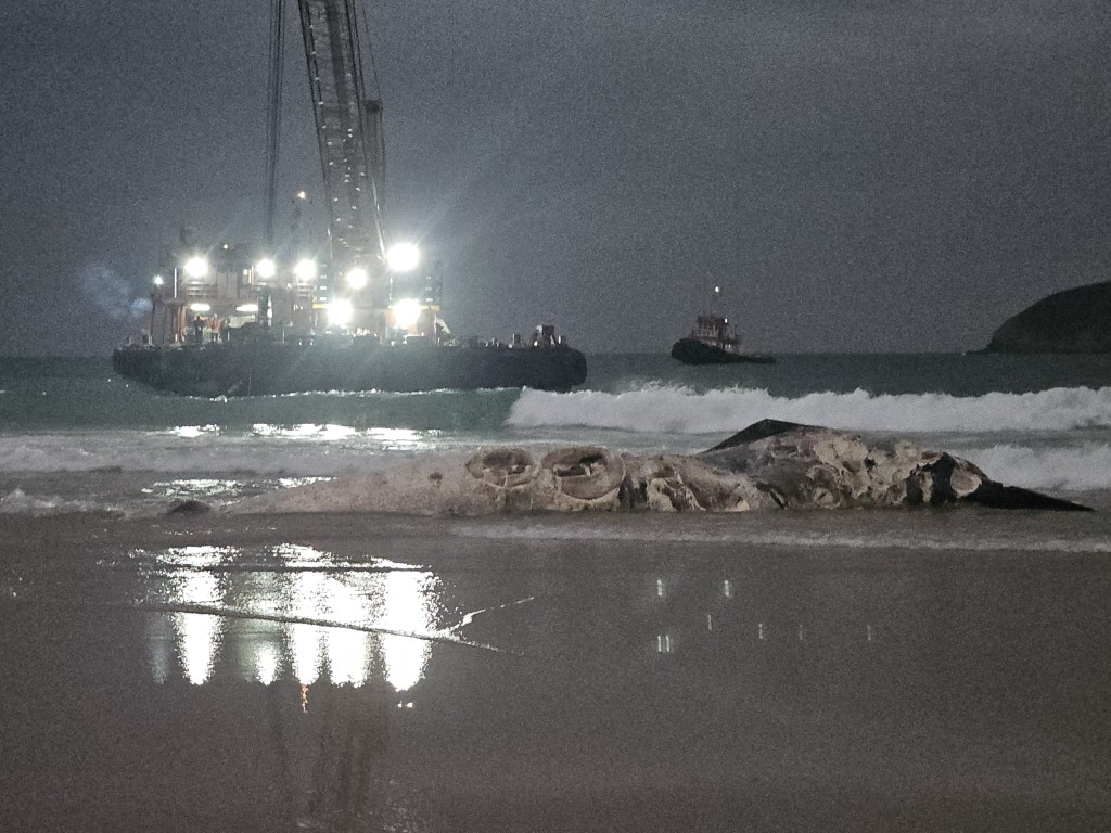 躉船昨日(1月29日)運走鯨魚屍體。漁護署圖片 躉船昨日(1月29日)運走鯨魚屍體。漁護署圖片