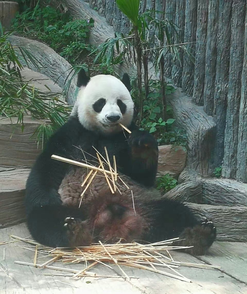 清邁動物園大熊貓林惠離世。 微博圖