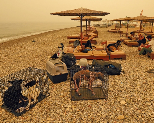 希腊埃维亚岛有民众带同宠物到海边避山火。