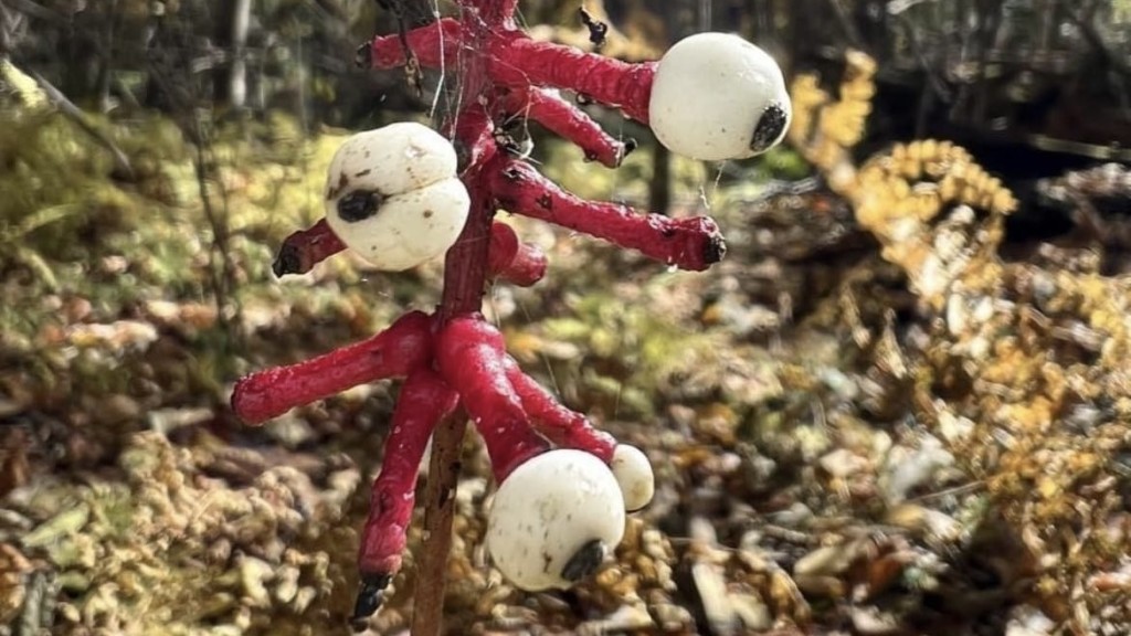 白果類葉昇麻（Actaea pachypoda）外型似眼球。 facebook