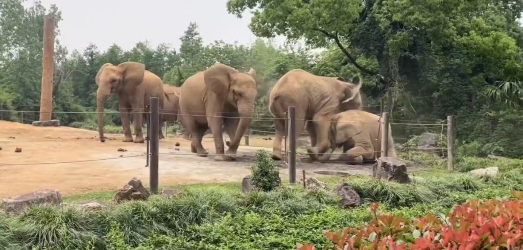 上海動物園大象遭同類集體霸凌。微博@滬語說唱Mrweezy