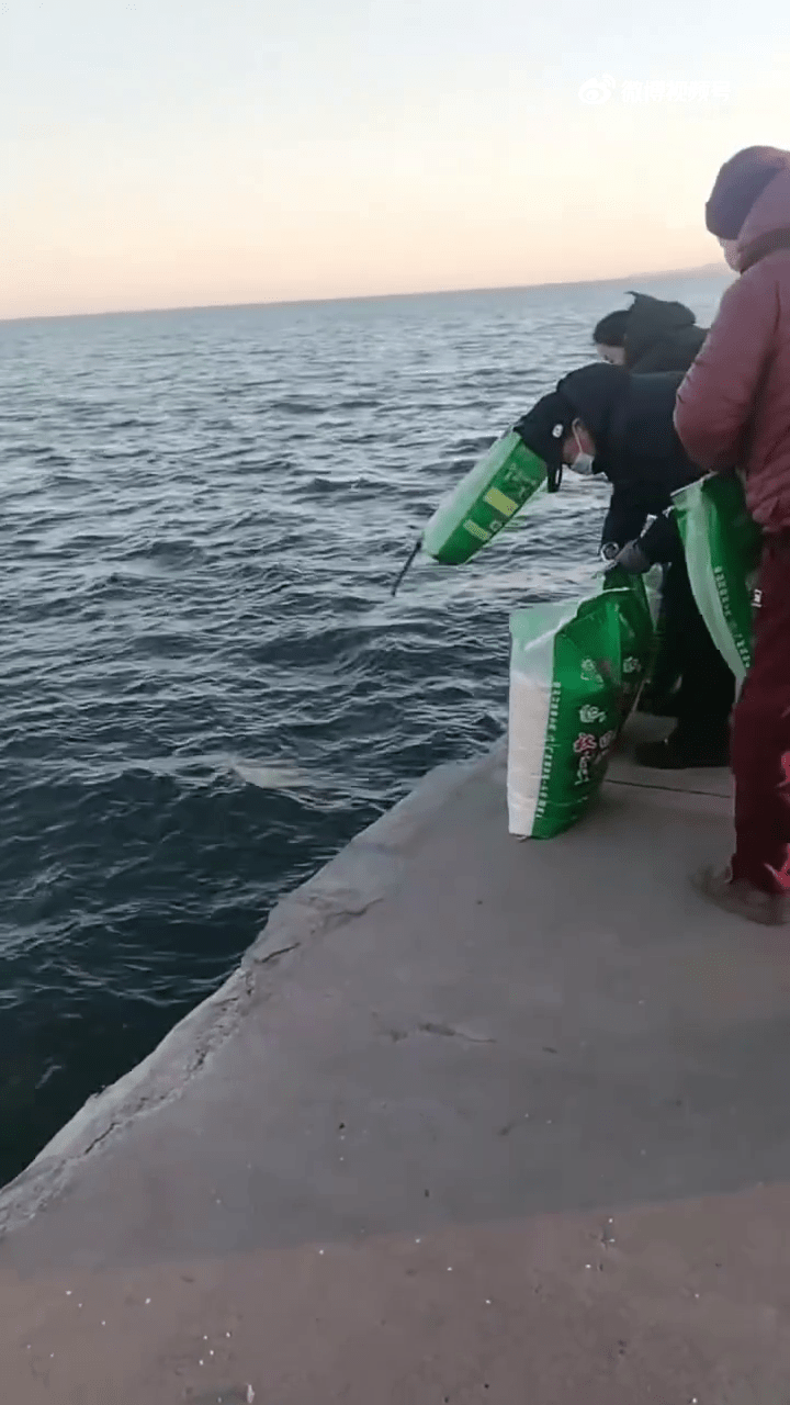 遼寧葫蘆島多人海邊「放生大米」。 遼寧葫蘆島多人海邊「放生大米」。