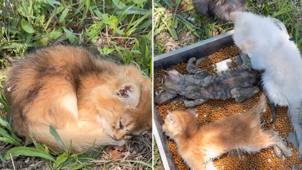 遼寧省沈陽市近日有上百只小貓被遺棄。宮平與流浪動物的十四年@小紅書