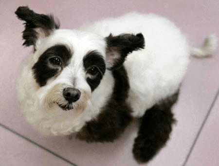 內地流行將白色的寵物犬染成大熊貓的外貌。