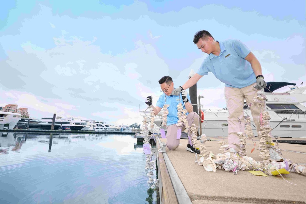 約300組由參加者親手製作的蠔殼串,已於黃金海岸鄉村俱樂部.遊艇會的遊艇碼頭進行實地投放。 約300組由參加者親手製作的蠔殼串,已於黃金海岸鄉村俱樂部.遊艇會的遊艇碼頭進行實地投放。