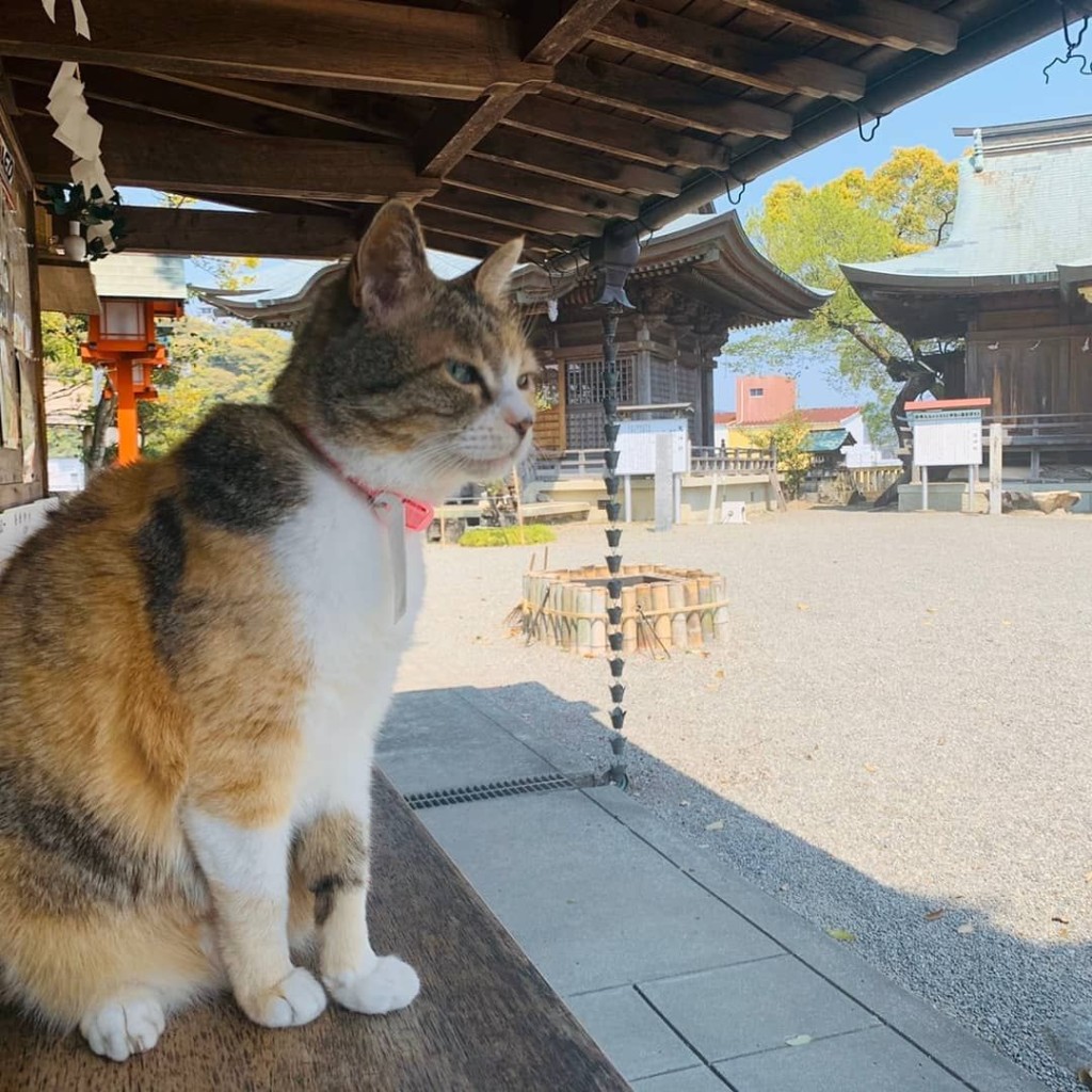 牠原本掛上寫有「謝謝參拜」的白色字條。「shimantocity_tourism」IG圖片