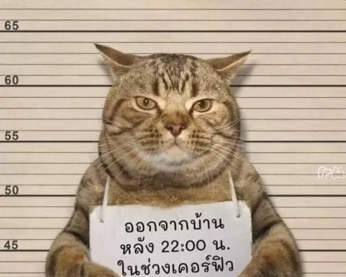 泰國警方逮捕一隻貓,指其違反外出禁令,還要求這隻貓舉著牌子拍攝標準「罪犯照」。(網圖)