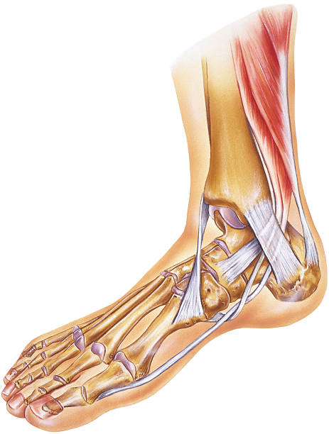 足部的最高點有足背動脈。（iStock圖片）
