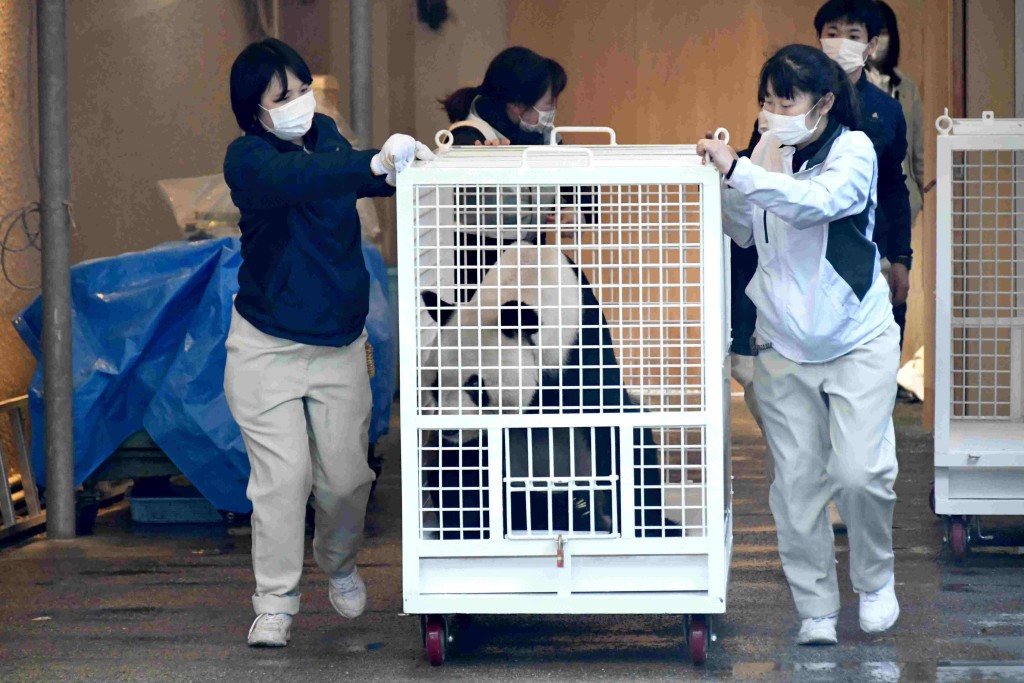 日本工作人员运送大熊猫。