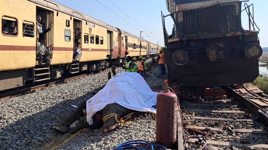 印度客運列車撞上象群，大象七死一傷。 路透社