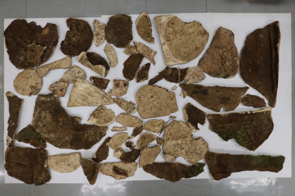 海關人員去年3月在深圳灣管制站檢獲涉案的4.2公斤土沉香木片，估計市值約63萬元。政府新聞處圖片